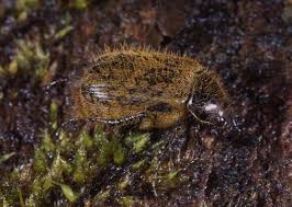 Attēlu rezultāti vaicājumam “Trichia longipalpis”