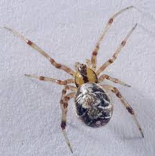 Attēlu rezultāti vaicājumam “Phylloneta sp.”