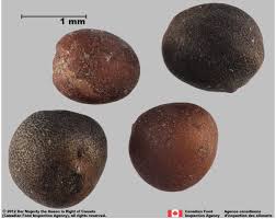 Attēlu rezultāti vaicājumam “Brassica napus fruit”