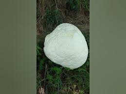 Attēlu rezultāti vaicājumam “Langermania gigantea”