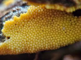 Attēlu rezultāti vaicājumam “Trichia varia macro”