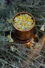 Image result for Helichrysum lindleyii