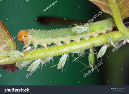 Attēlu rezultāti vaicājumam “Allantus cinctus”