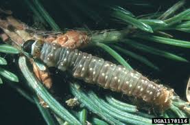 Attēlu rezultāti vaicājumam “Cribraria costata spores”