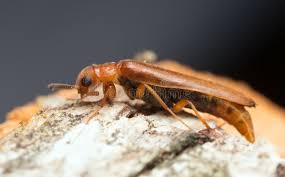 Attēlu rezultāti vaicājumam “Lymexylidae”