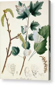 Attēlu rezultāti vaicājumam “Populus alba”