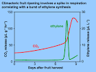 Ethylene
