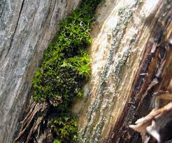 Attēlu rezultāti vaicājumam “Gymnostomum calcareum macro”