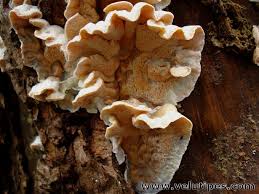 Attēlu rezultāti vaicājumam “Skeletocutis amorpha”