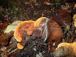 Attēlu rezultāti vaicājumam “Gloeophyllum odoratum”