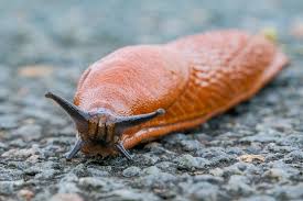 Attēlu rezultāti vaicājumam “Arion rufus”