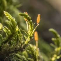 Attēlu rezultāti vaicājumam “Barbilophozia lycopodioides”