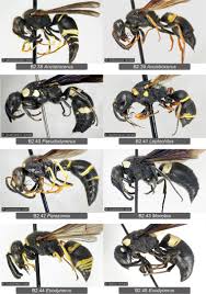 Attēlu rezultāti vaicājumam “Eumenidae”