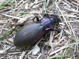 Attēlu rezultāti vaicājumam “Carabus violaceus”