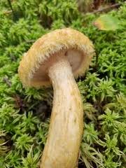 Attēlu rezultāti vaicājumam “Lactarius repraesentaneus”