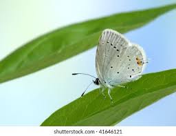 Attēlu rezultāti vaicājumam “Everes argiades”