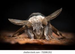 Attēlu rezultāti vaicājumam “Agrochola helvola imago”