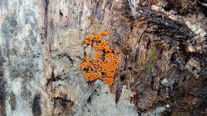 Attēlu rezultāti vaicājumam “Trichia varia spores”