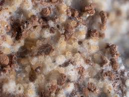 Attēlu rezultāti vaicājumam “Sporophagomyces chrysostomus”