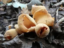 Attēlu rezultāti vaicājumam “Otidea onotica”