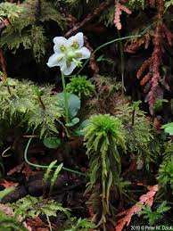 Attēlu rezultāti vaicājumam “Moneses uniflora”