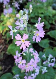 Image result for Primula malacoides