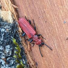 Attēlu rezultāti vaicājumam “Cucujus cinnaberinus larva”