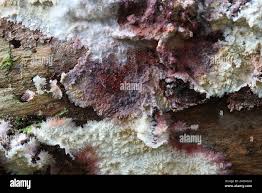 Attēlu rezultāti vaicājumam “Phlebia centrifuga”