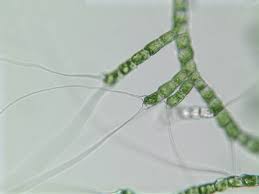 Attēlu rezultāti vaicājumam “Bulbochaete mirabilis”