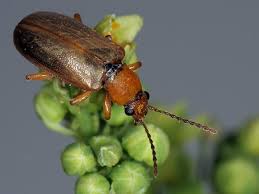 Attēlu rezultāti vaicājumam “Orsodacne cerasi”