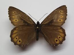 Attēlu rezultāti vaicājumam “Oeneis jutta”