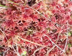 Attēlu rezultāti vaicājumam “Sphagnum rubellum”