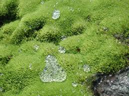 Attēlu rezultāti vaicājumam “Pohlia wahlenbergii macro”