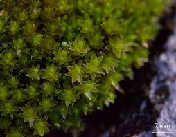Attēlu rezultāti vaicājumam “Bryum neodamense”