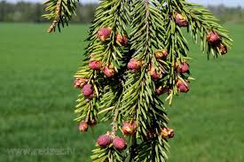 Attēlu rezultāti vaicājumam “Picea abies male flower”