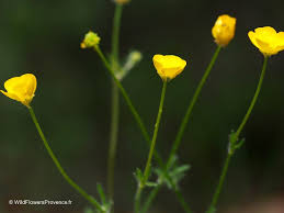 Attēlu rezultāti vaicājumam “Ranunculus repens leaf”