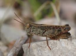 Attēlu rezultāti vaicājumam “Entomophaga grylli”