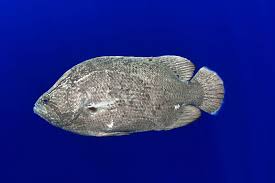 Image result for Lobotes surinamensis