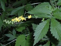 Attēlu rezultāti vaicājumam “Agrimonia pilosa flower”