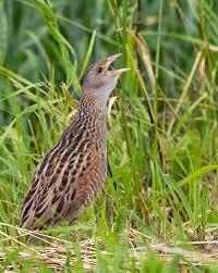Attēlu rezultāti vaicājumam “Cratarellus cornucopioides”