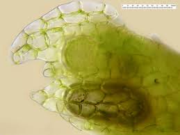 Attēlu rezultāti vaicājumam “Cephalozia bicuspidata sporophyte”