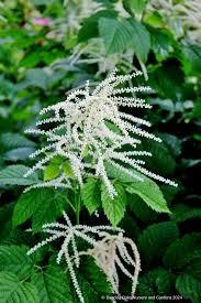 Image result for Aruncus dioicus