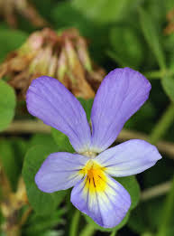 Attēlu rezultāti vaicājumam “Viola tricolor subsp. curtisii flower”