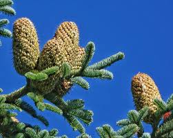 Attēlu rezultāti vaicājumam “Arenaria procera”