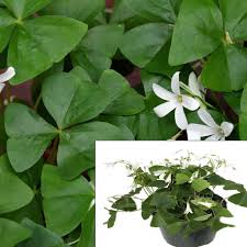 Attēlu rezultāti vaicājumam “Oxalis acetosella fruit”