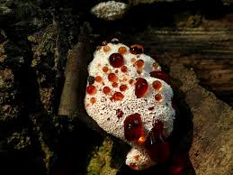 Attēlu rezultāti vaicājumam “Abortiporus biennis”