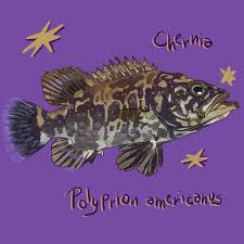 Image result for Polyprion americanus