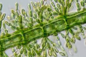 Attēlu rezultāti vaicājumam “Batrachospermum moniliforme”