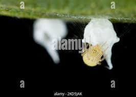 Attēlu rezultāti vaicājumam “Paidiscura pallens eggs”
