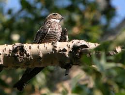 Image result for Chordeiles minor